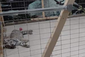 Почему закрыли контактный зоопарк, объяснили в акимате Алматы