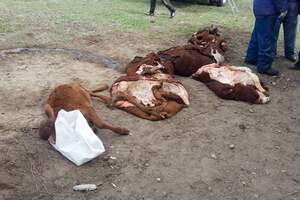 Эпидемия среди скота в Казахстане привела к массовому падежу. У коров и телят деформируются рога и копыта