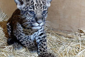 Очаровательный ягуар родился в зоопарке Алматы. Объявлен конкурс