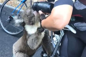Пожары достали: коала вышла навстречу велосипедистам попить воды