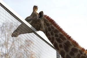 Болевой шок: любимец публики жираф Байтерек умер в зоопарке