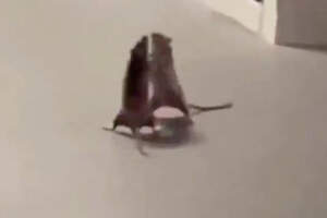 Крысы устроили подпольные бои в Сингапуре — видео