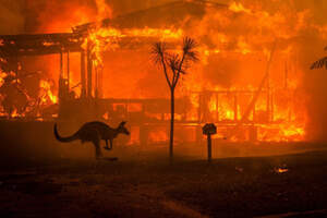 Катастрофа: свыше 1,2 млрд животных сгорело в пожарах Австралии