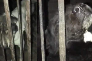 Собаки на мясо: опубликован скандальный ролик из кафе Талдыкоргана
