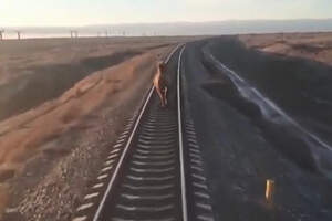Наглый верблюд 40 минут бежал впереди поезда — видео
