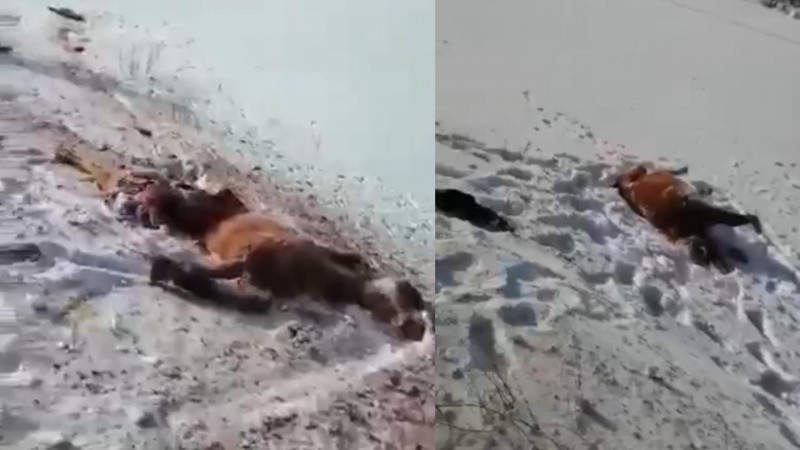 Кровавое месиво. Видео раздавленного поездом табуна лошадей появилось в сети