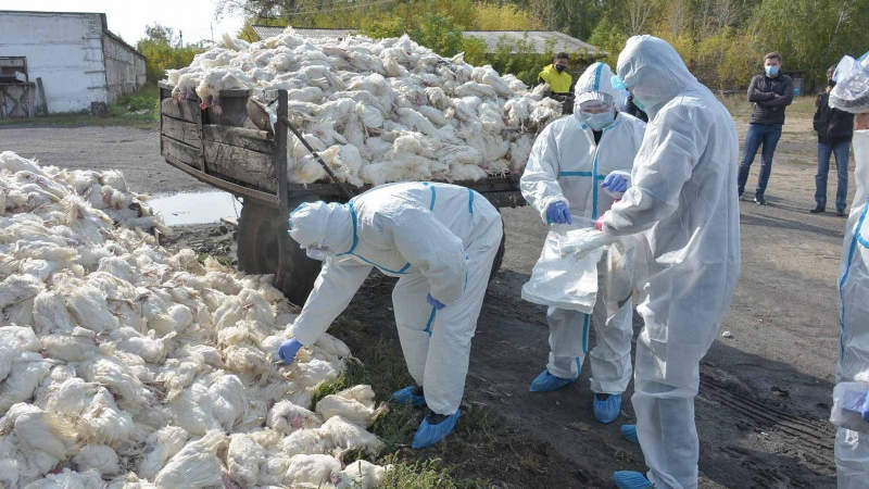 Птичий грипп в Северном Казахстане локализуют — Минсельхоз