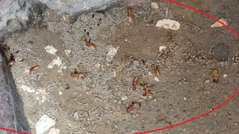 Жители Актау напуганы нашествием термитов