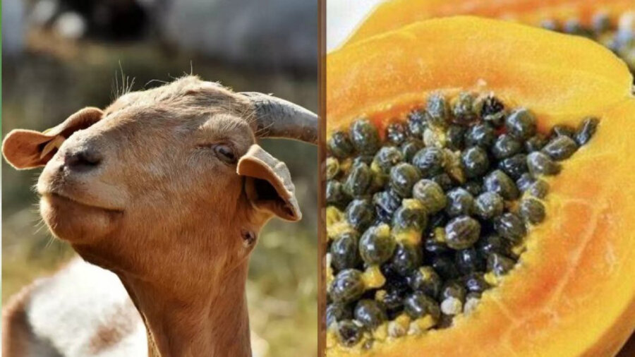 COVID нашли у папайи и козы — скандальные результаты тестирования 
